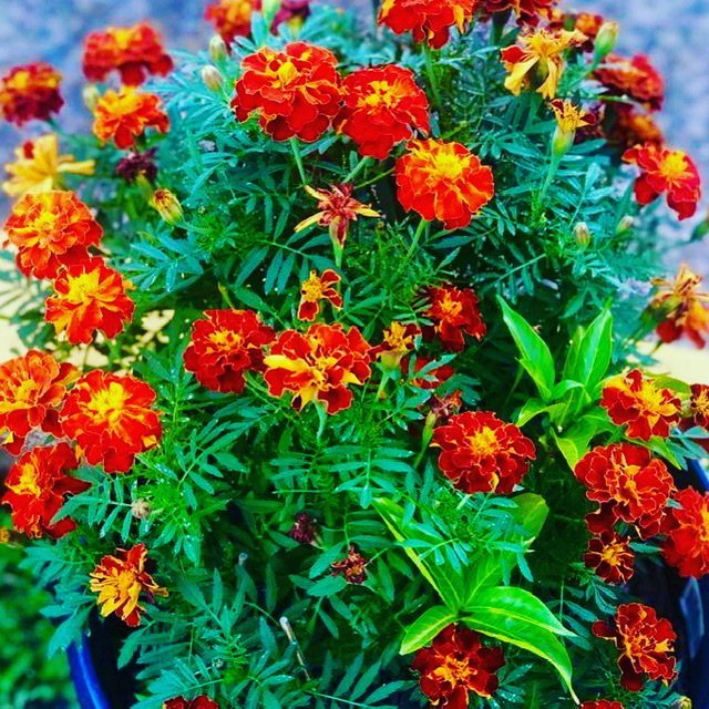 Organic Marigold French Double/ Tagetes Patula Organic Marigold French Double/ Tagetes Patula - Image 2
