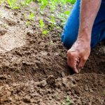 6 Tips for Selling Seeds Online on Local Seeds 6 Tips for Selling Seeds Online on Local Seeds