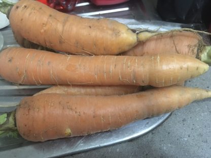 All seasons carrot
