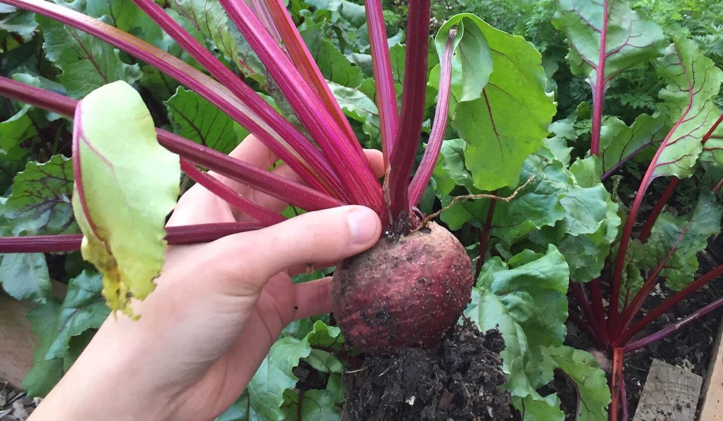 Beetroot seeds - Local Seeds
