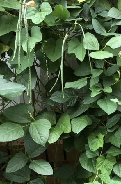 Organic Yard long beans/ Climbing Snake beans