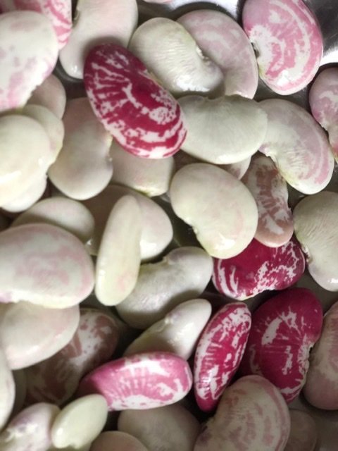 Organic Bounty Harvest seeds