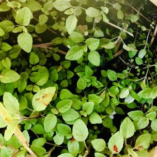 Organic Basil- Krishna Tulsi