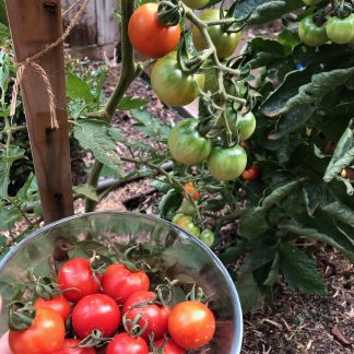 Tommy Toe Cherry Tomatoes