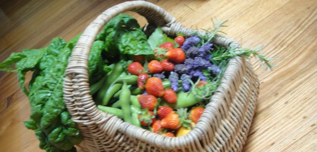 Sondy's seeds