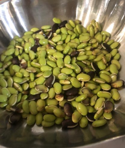 Organic Lablab bean vine variety /Indian Bean/Avarakkai