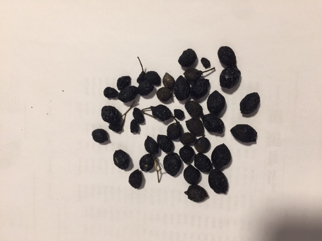 Curry Leaf Quality curry leaf seeds