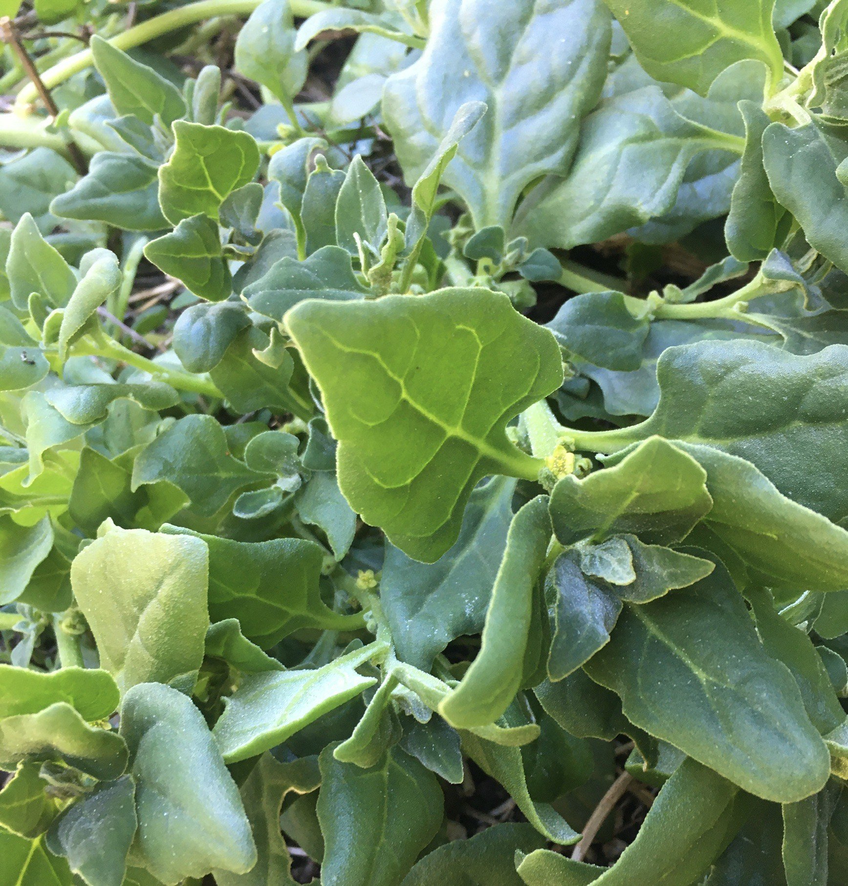 Bulk Warrigal Greens Bulk Warrigal Greens