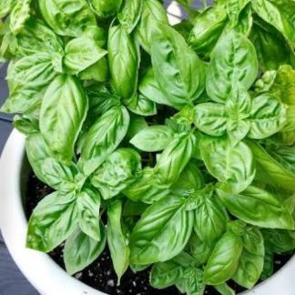 Basil