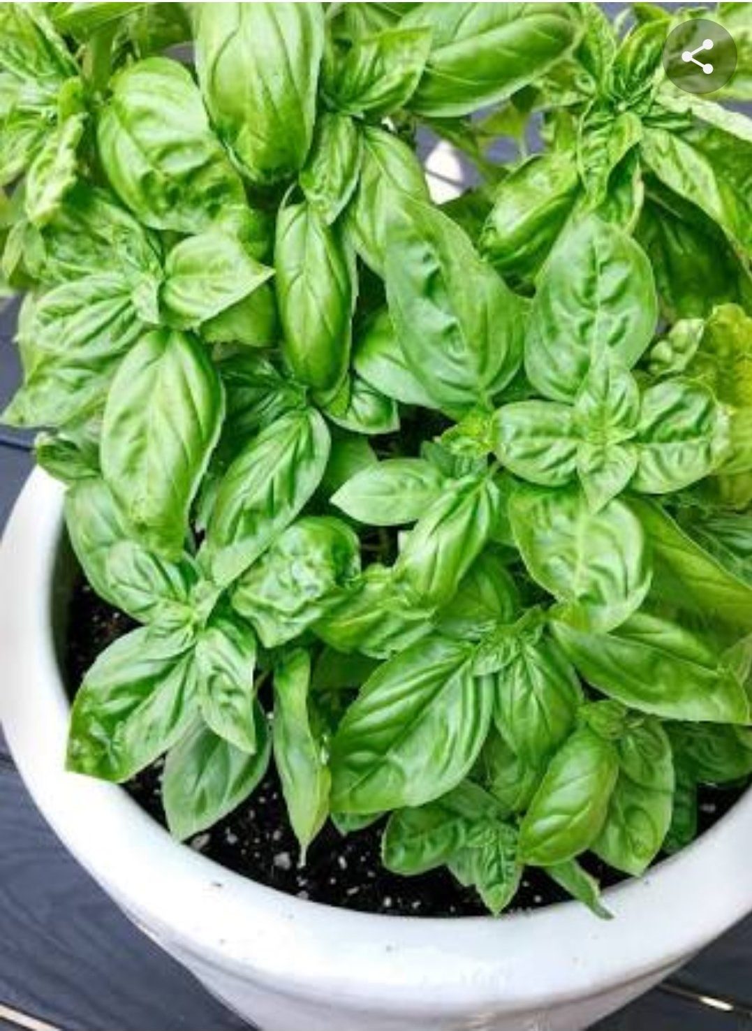 Basil Basil