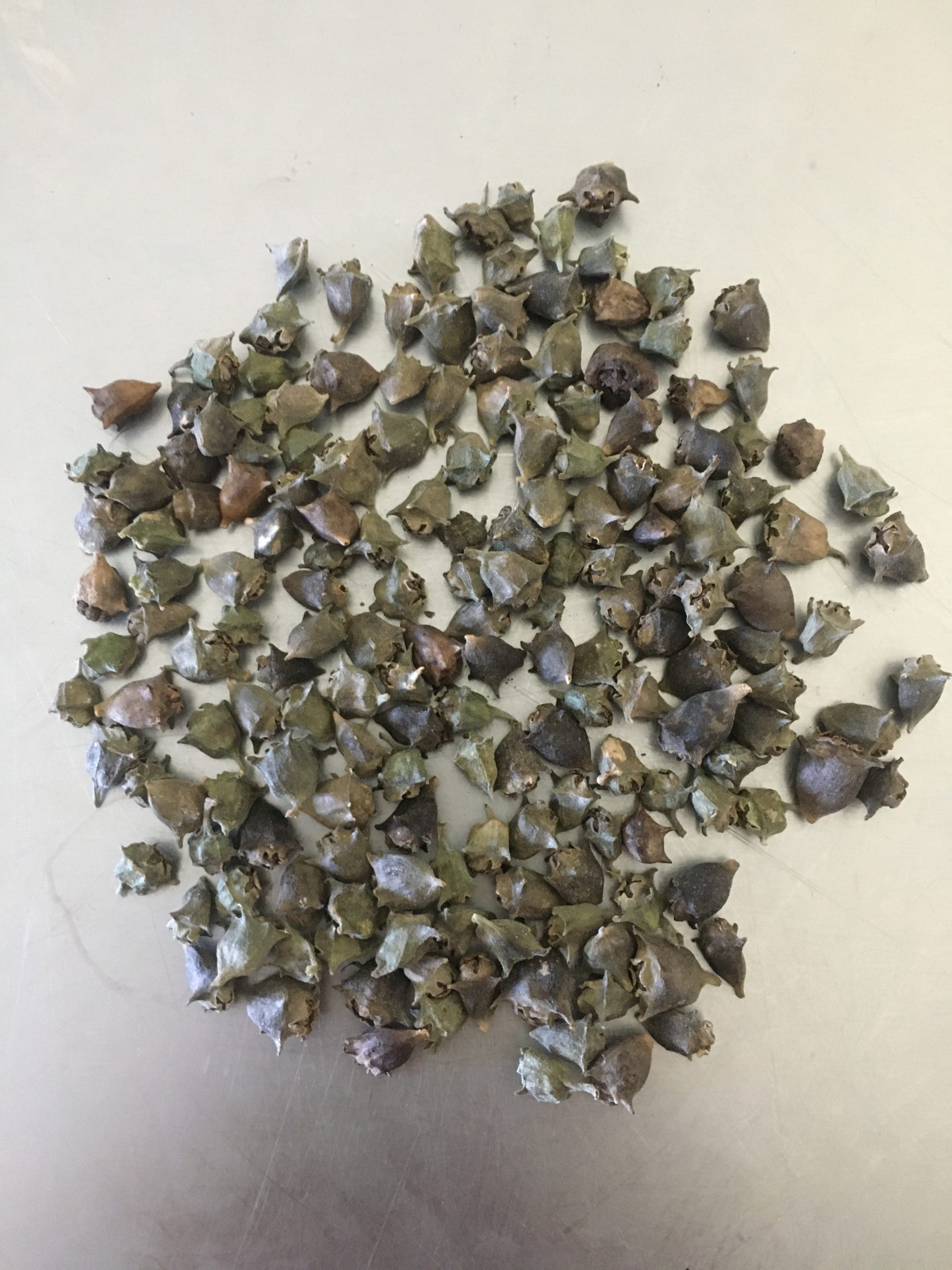 Bulk Warrigal Greens 10g