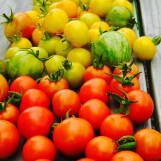 Tomatoes Garden Mix
