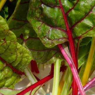 Rainbow Chard