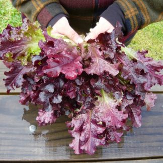 Lettuce Red Oak Leaf