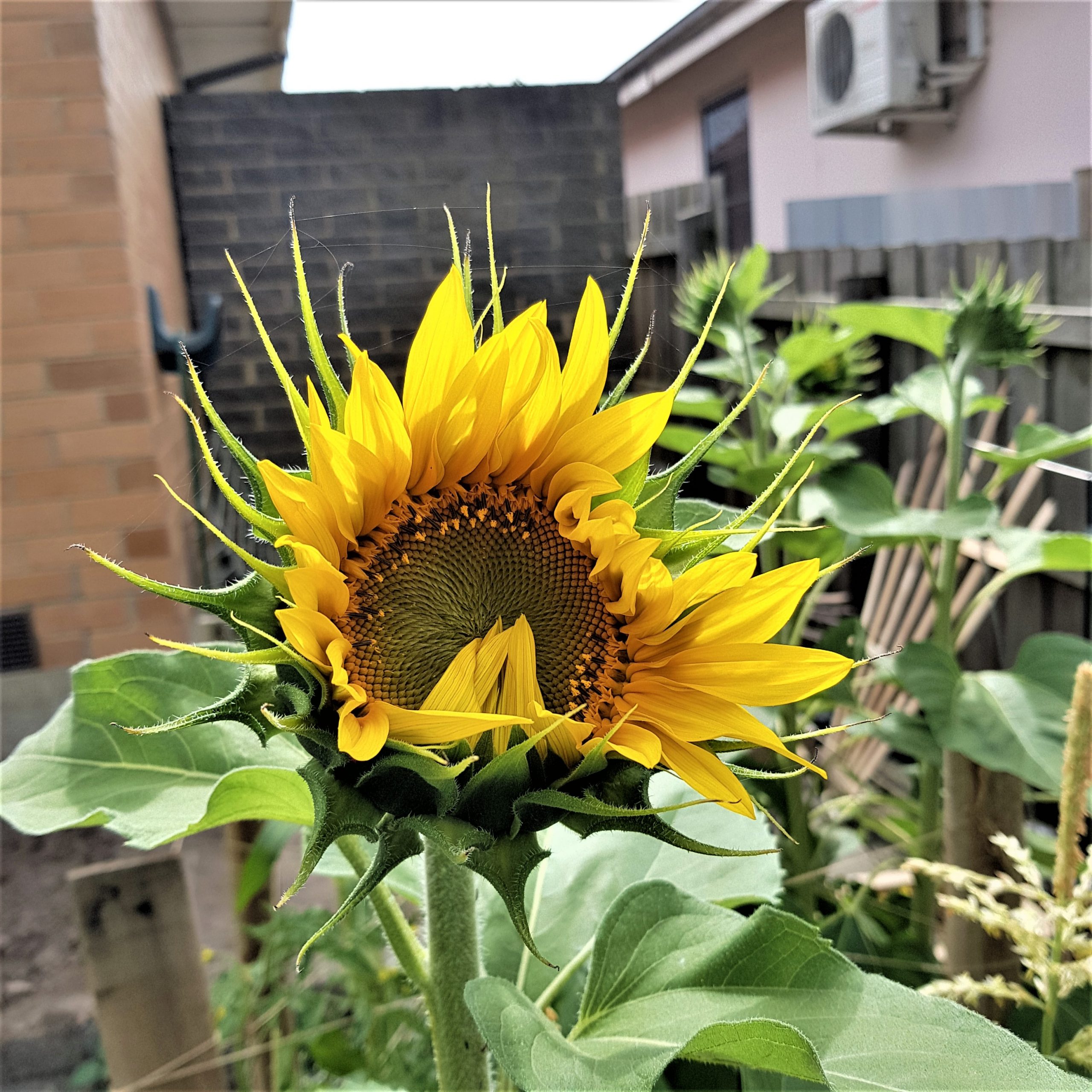 Organic Sun King Sunflower - Yellow Organic Sun King Sunflower - Yellow - Image 4
