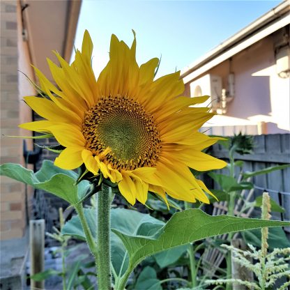 Organic Sun King Sunflower - Yellow