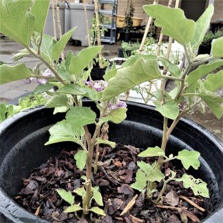 Organic Asian Thai Eggplant