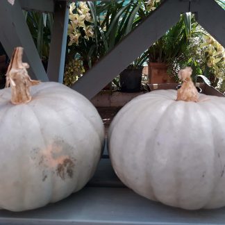 Pumpkin Queensland Blue