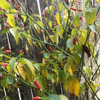 African Birdseye Chilli - Piri Piri