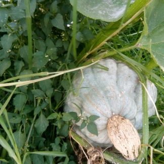 Blue Hubbard Pumpkin