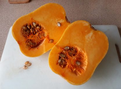 Pumpkin Butternut