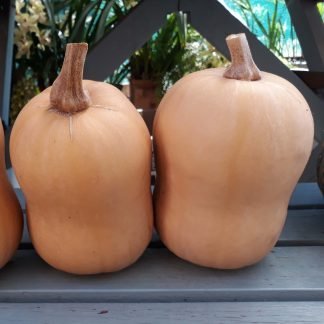 Pumpkin Butternut