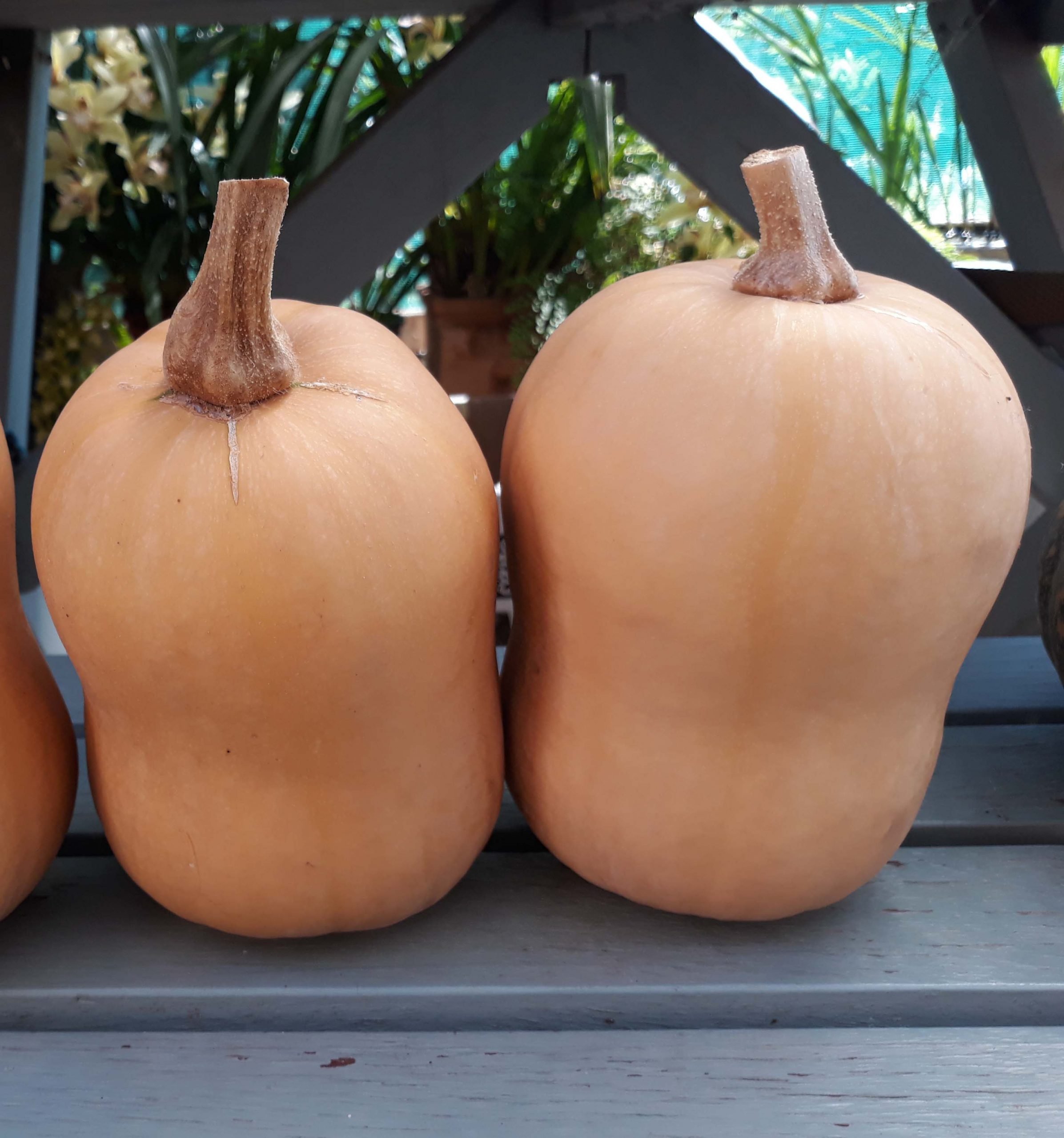 Pumpkin Butternut Pumpkin Butternut