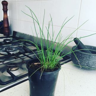 Chives