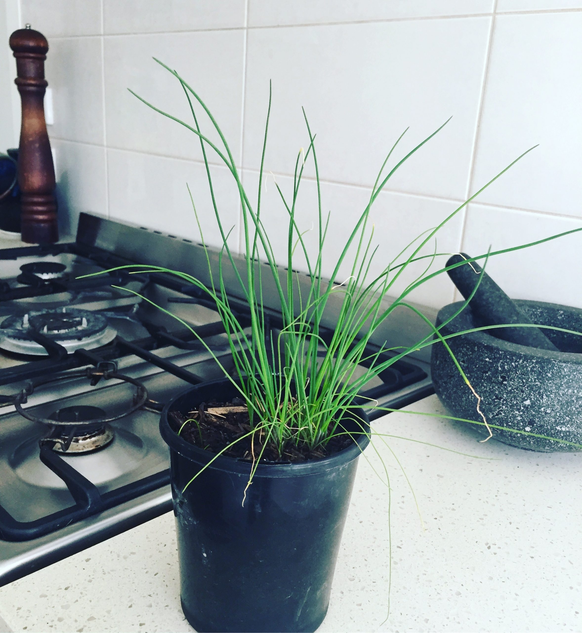 Chives Chives