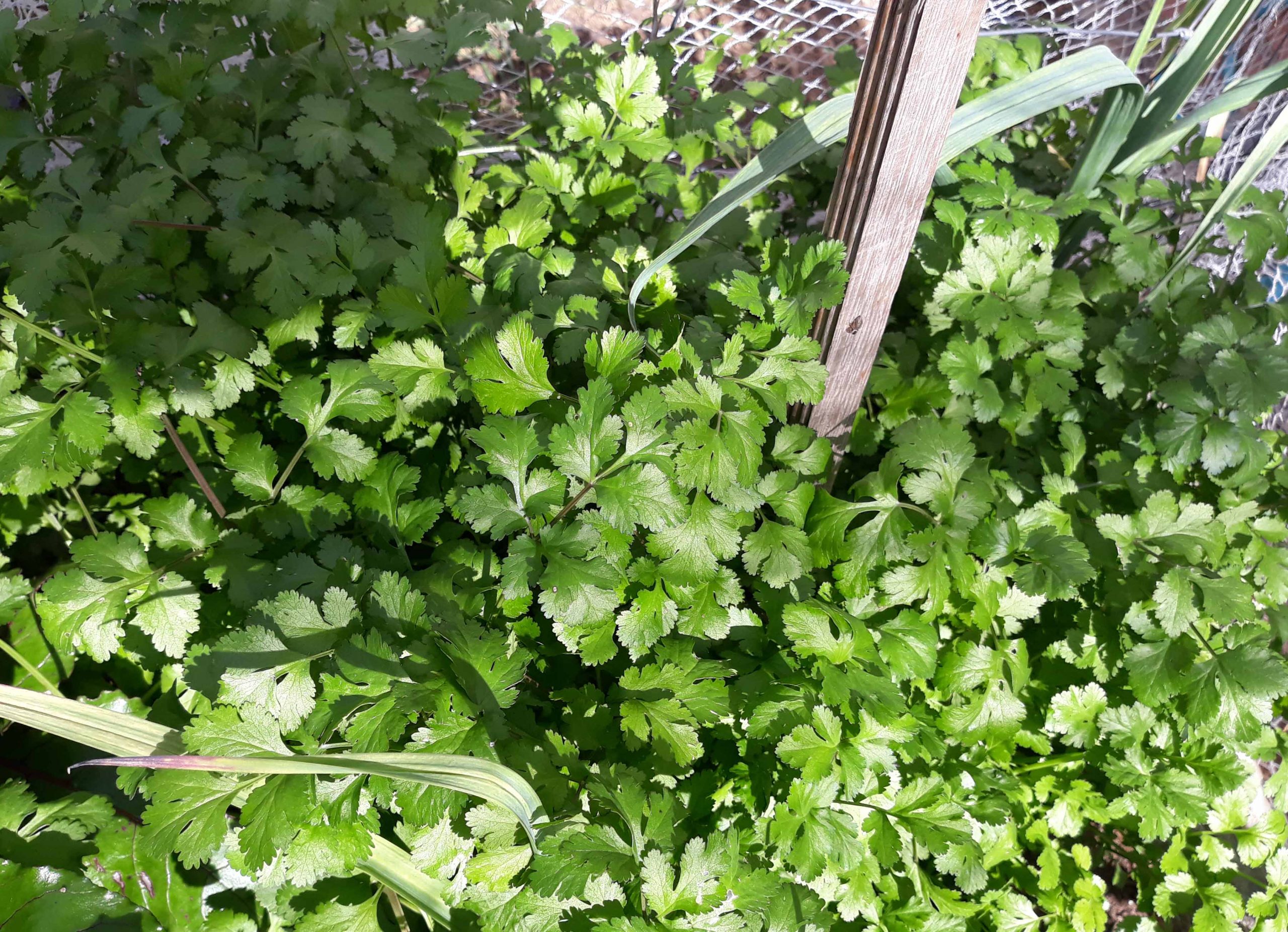 Coriander Coriander