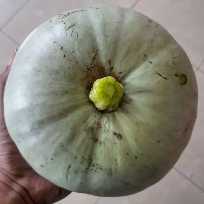 Organic Pumpkin Large Green - Japanese Heirloom