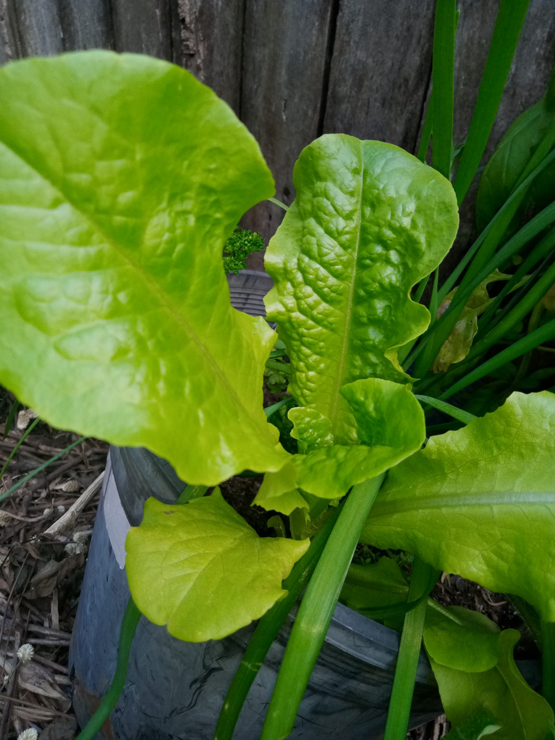 Australian Yellow Leaf Lettuce Australian Yellow Leaf Lettuce