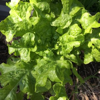 Salad Lettuce mix - red,green, iceberg