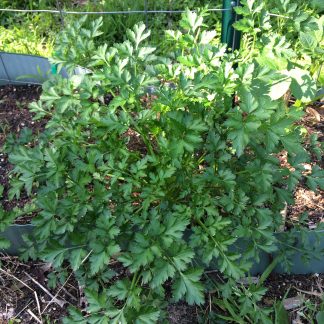 parsley plant