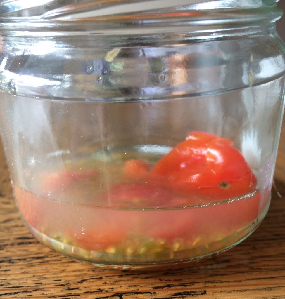 Tomato seeds fermenting to help saving seeds