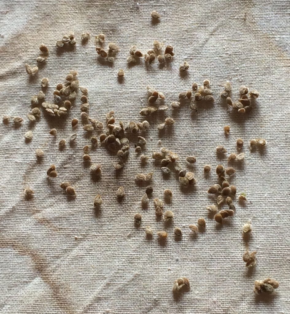 Drying tomato seeds