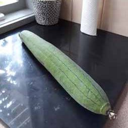 Luffa Luffa - Image 6