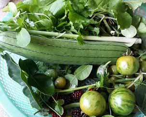 Luffa Luffa - Image 2