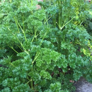 Parsley