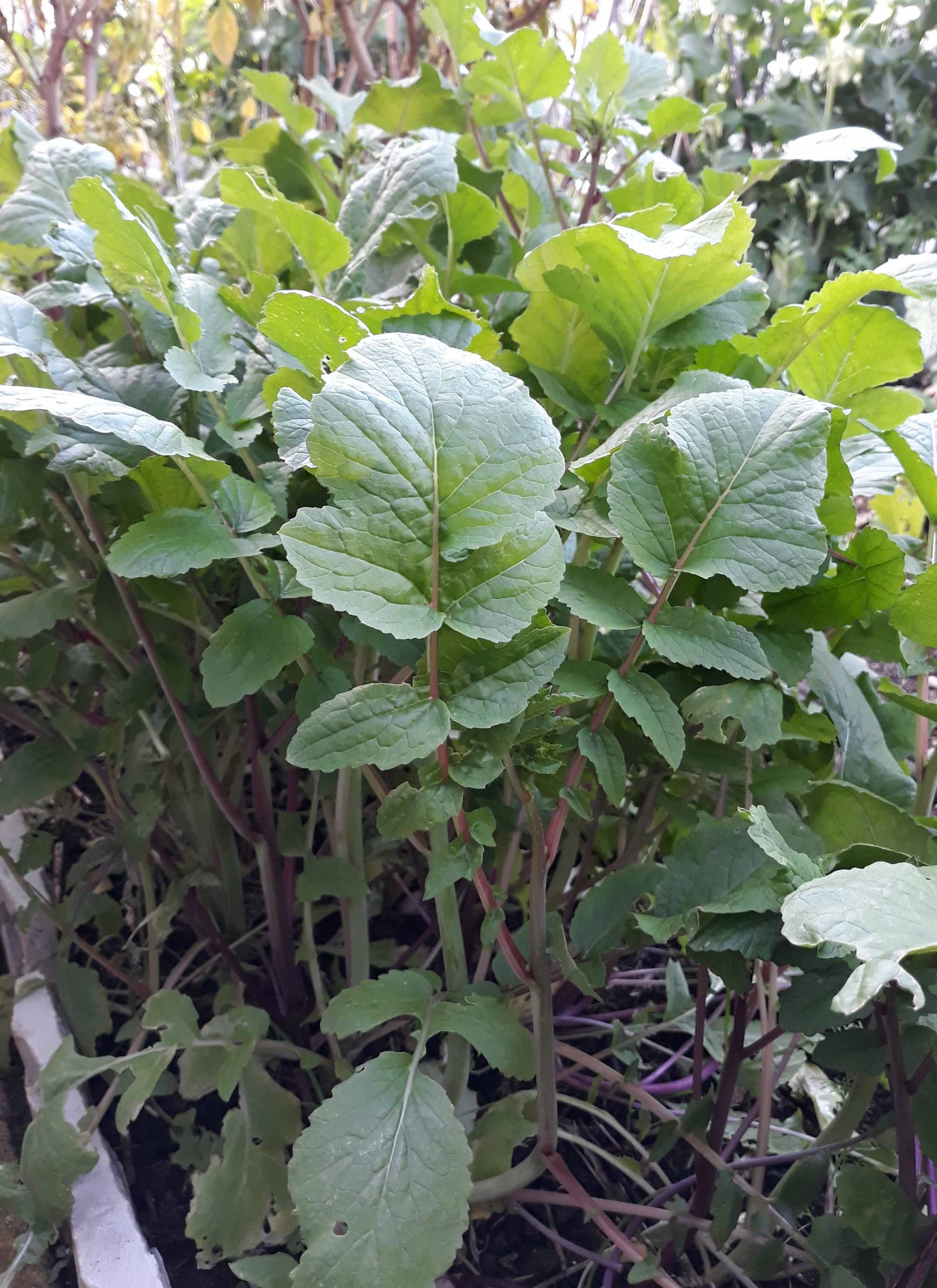 Radish Radish - Image 2