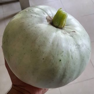 Organic Pumpkin Large Green - Japanese Heirloom