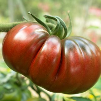 Tomato Black Russian