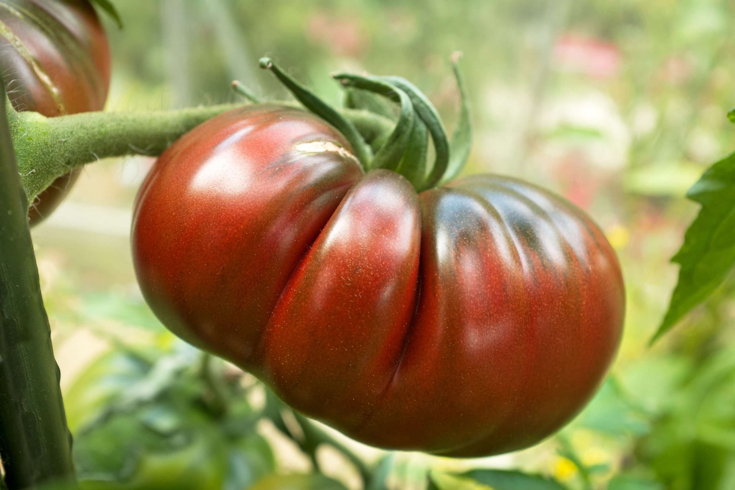 Tomato Black Russian Tomato Black Russian