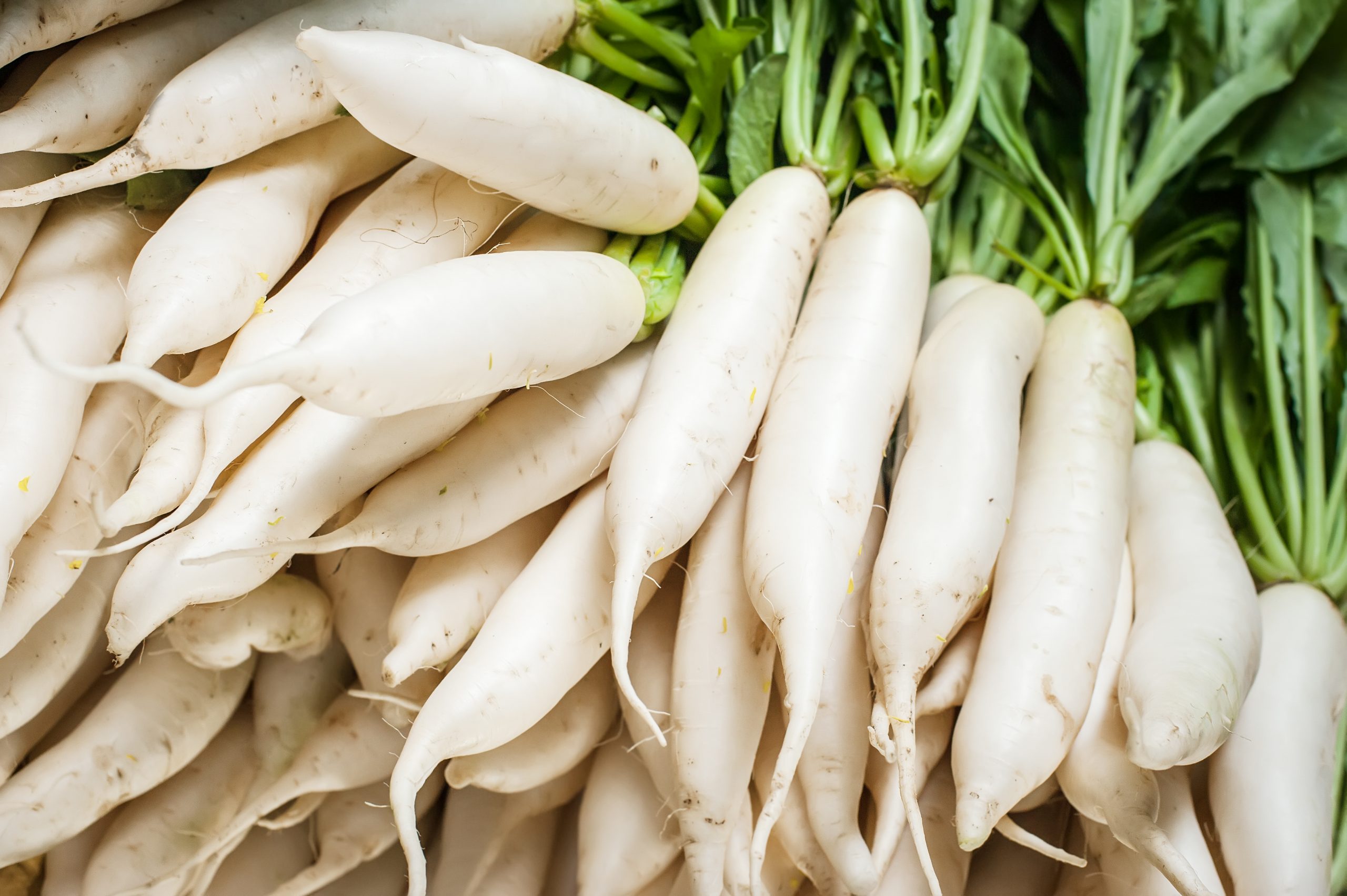 Radish Daikon Radish Daikon