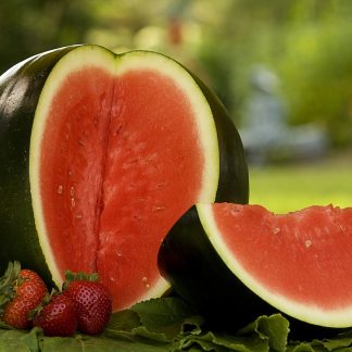 Watermelon Sugar Baby