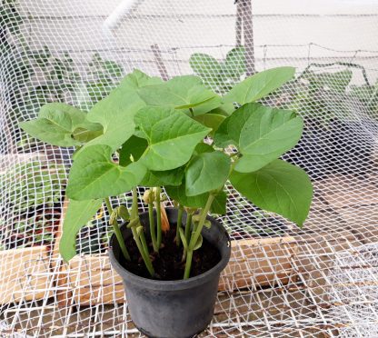 Climbing Bean - Image 5