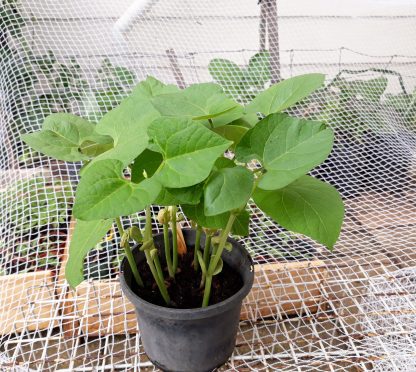 Climbing Bean