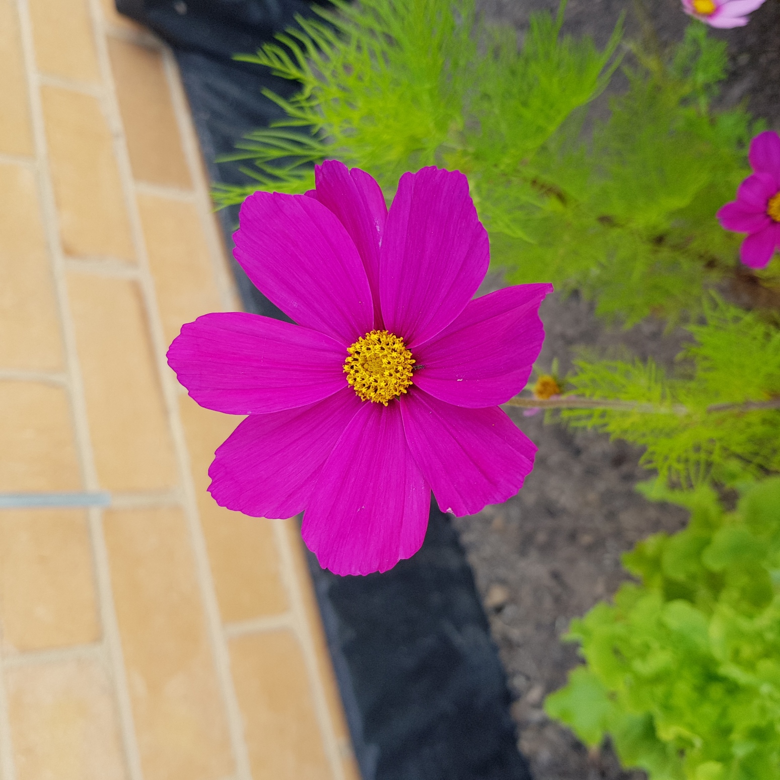 Organic Cosmos Sonata Series - Magenta Blossoms Organic Cosmos Sonata Series - Magenta Blossoms