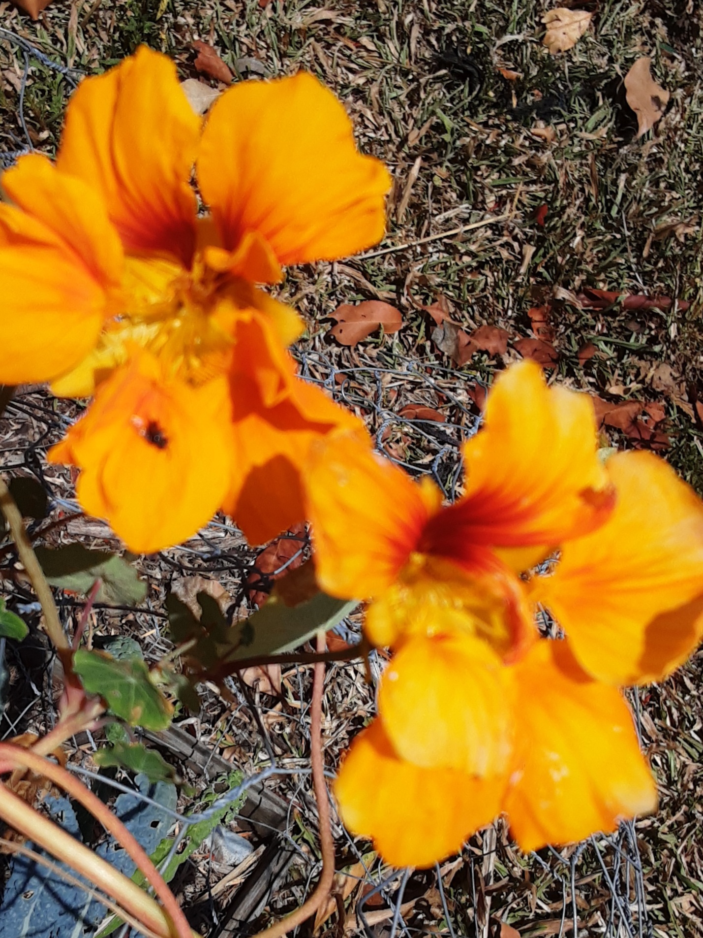 Nasturtium - Orange variegated Nasturtium - Orange variegated - Image 2