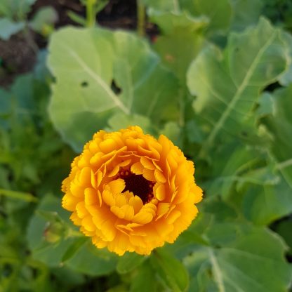Organic Pot Calendula - Yellow